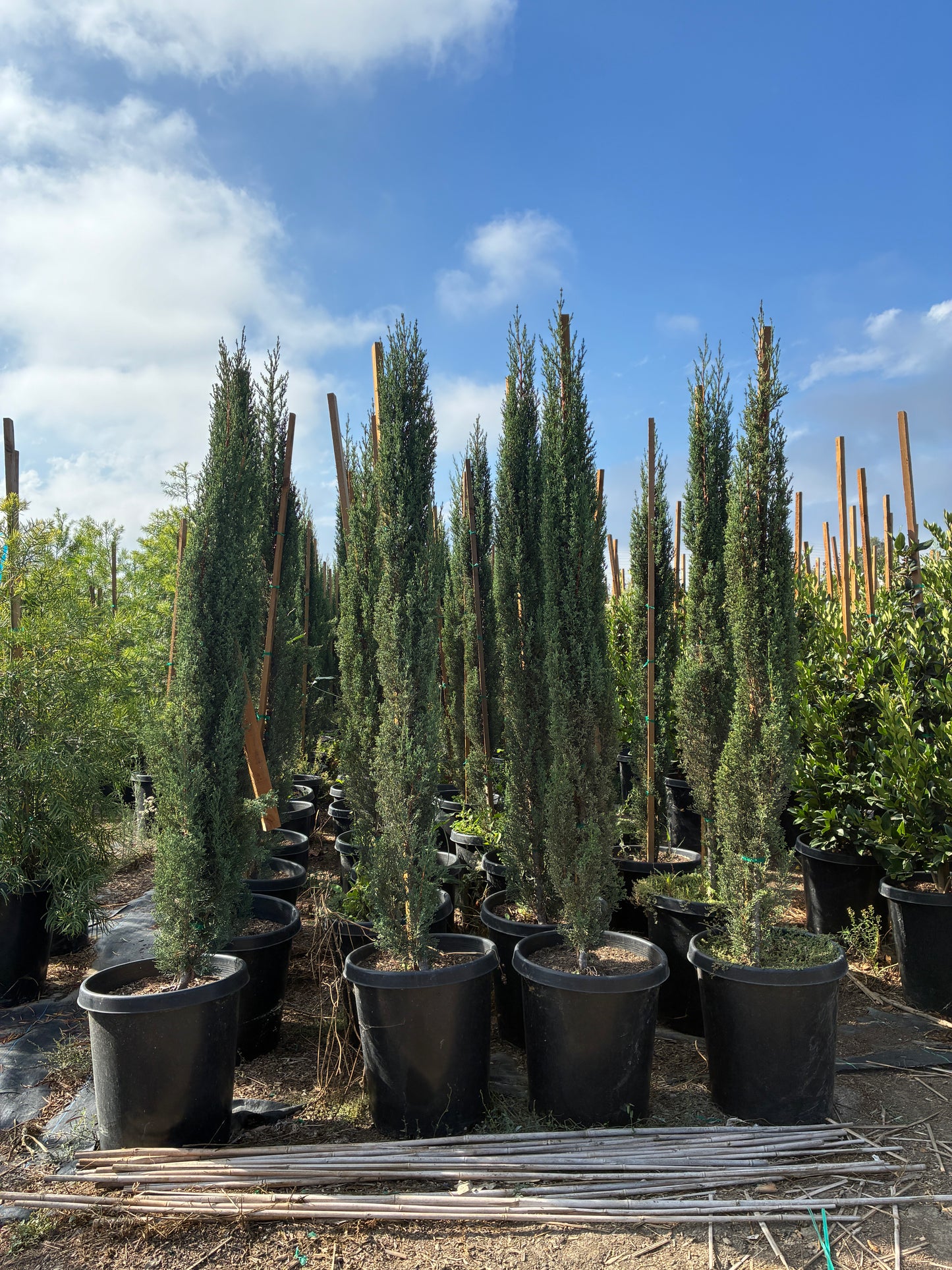 Cupressus sempervirens - Italian Cypress