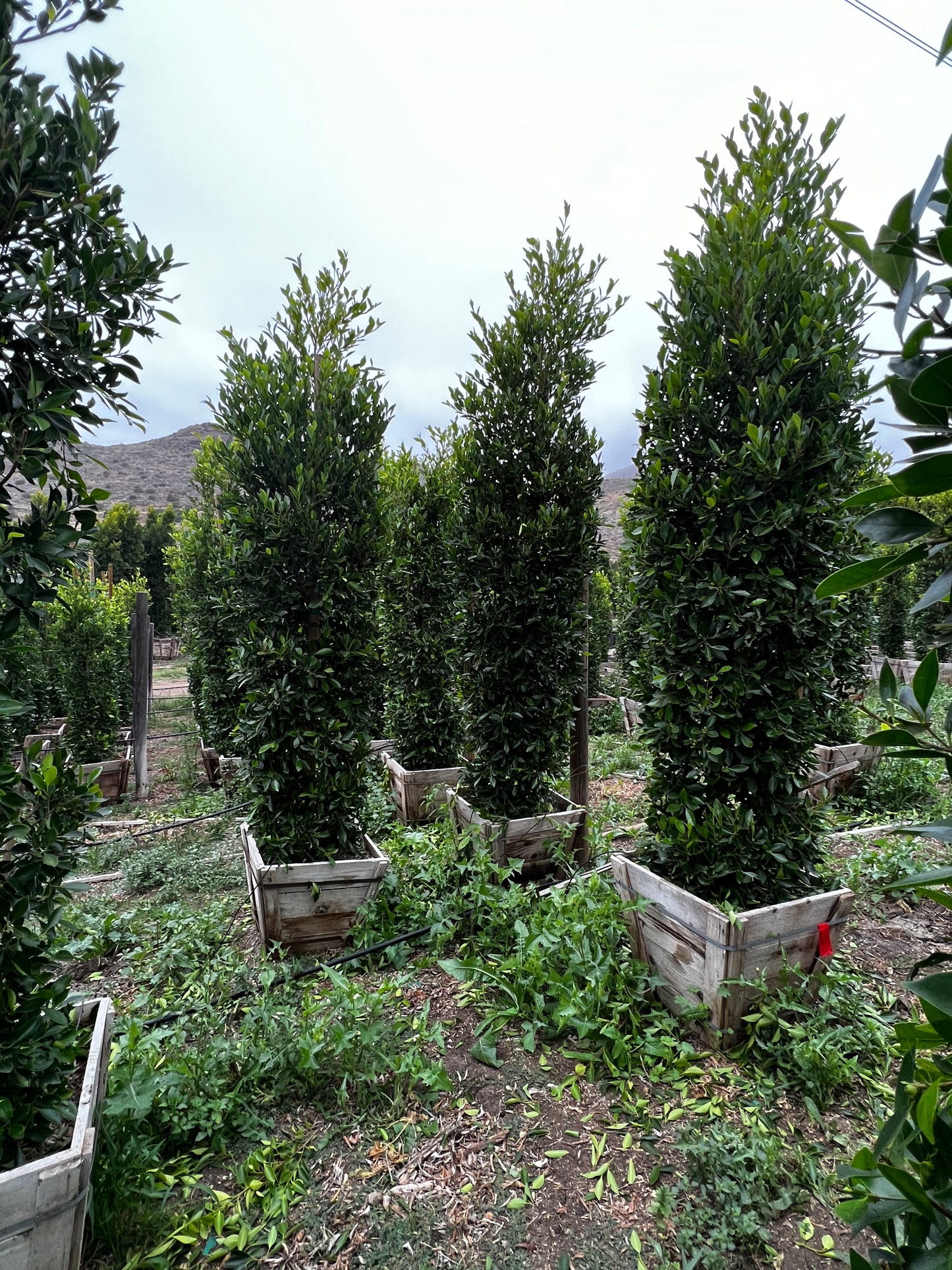 Ficus Nitida - Indian Laurel