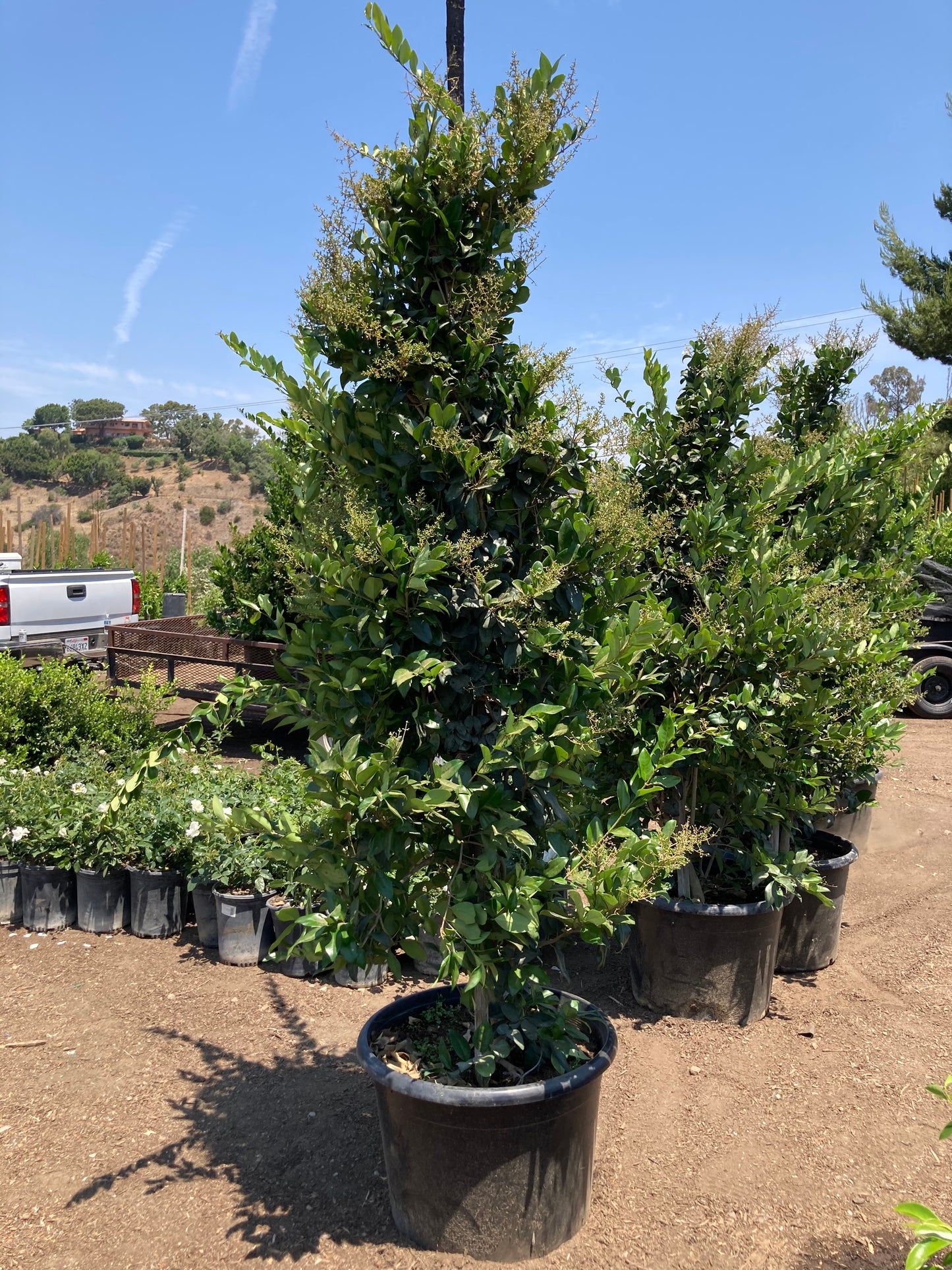 Ligustrum japonicum 'Texanum' - Waxleaf Privet