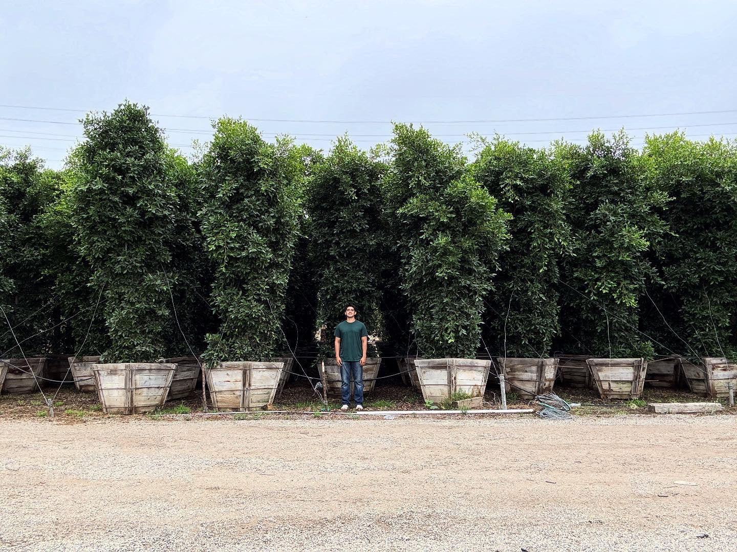 indian laurel house plant Ficus nitida (column)