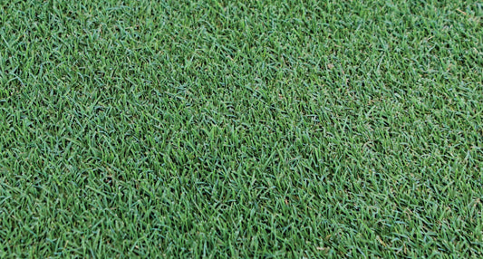 Bermuda Sod