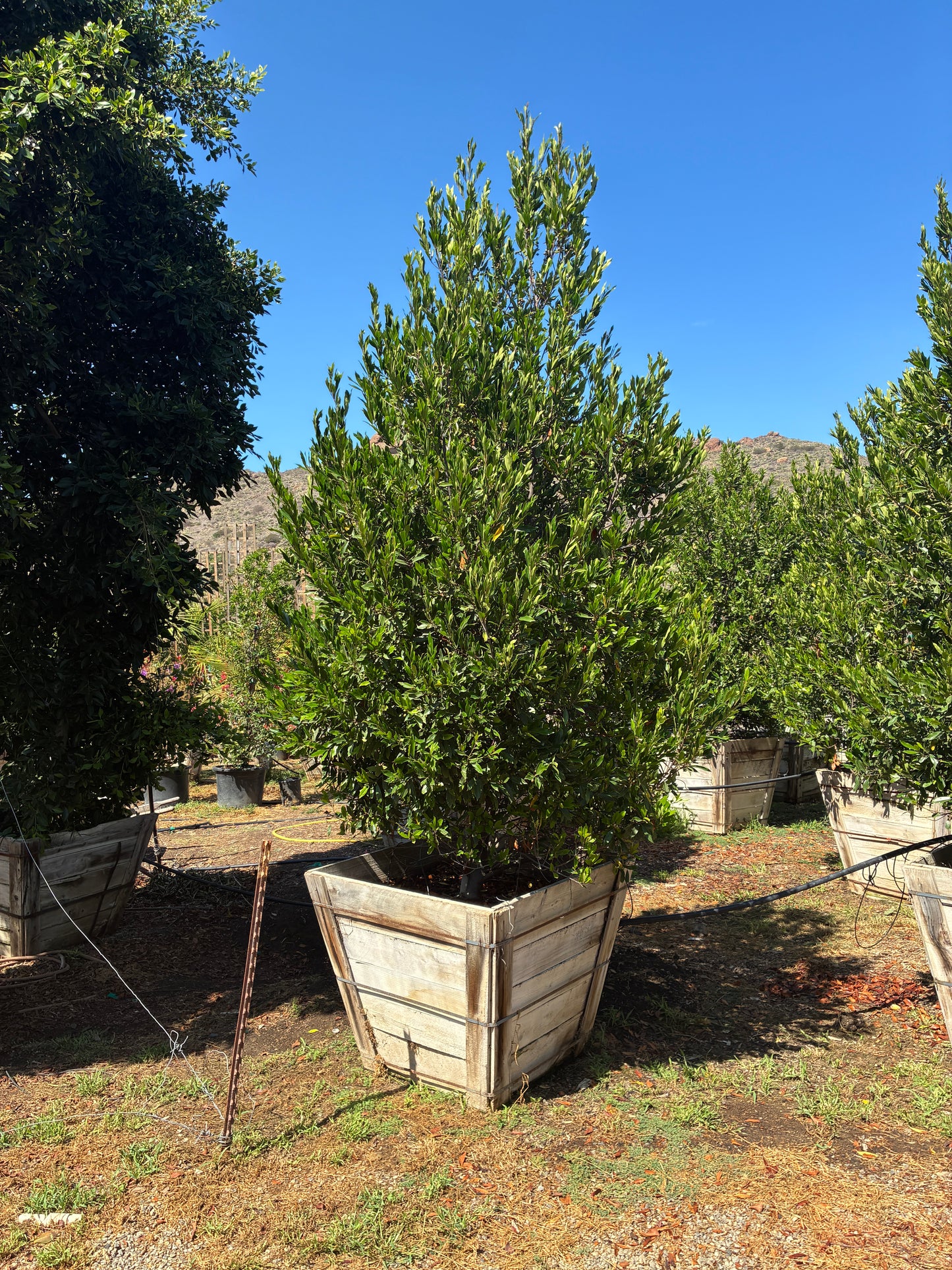 Prunus caroliniana - Carolina Cherry Laurel