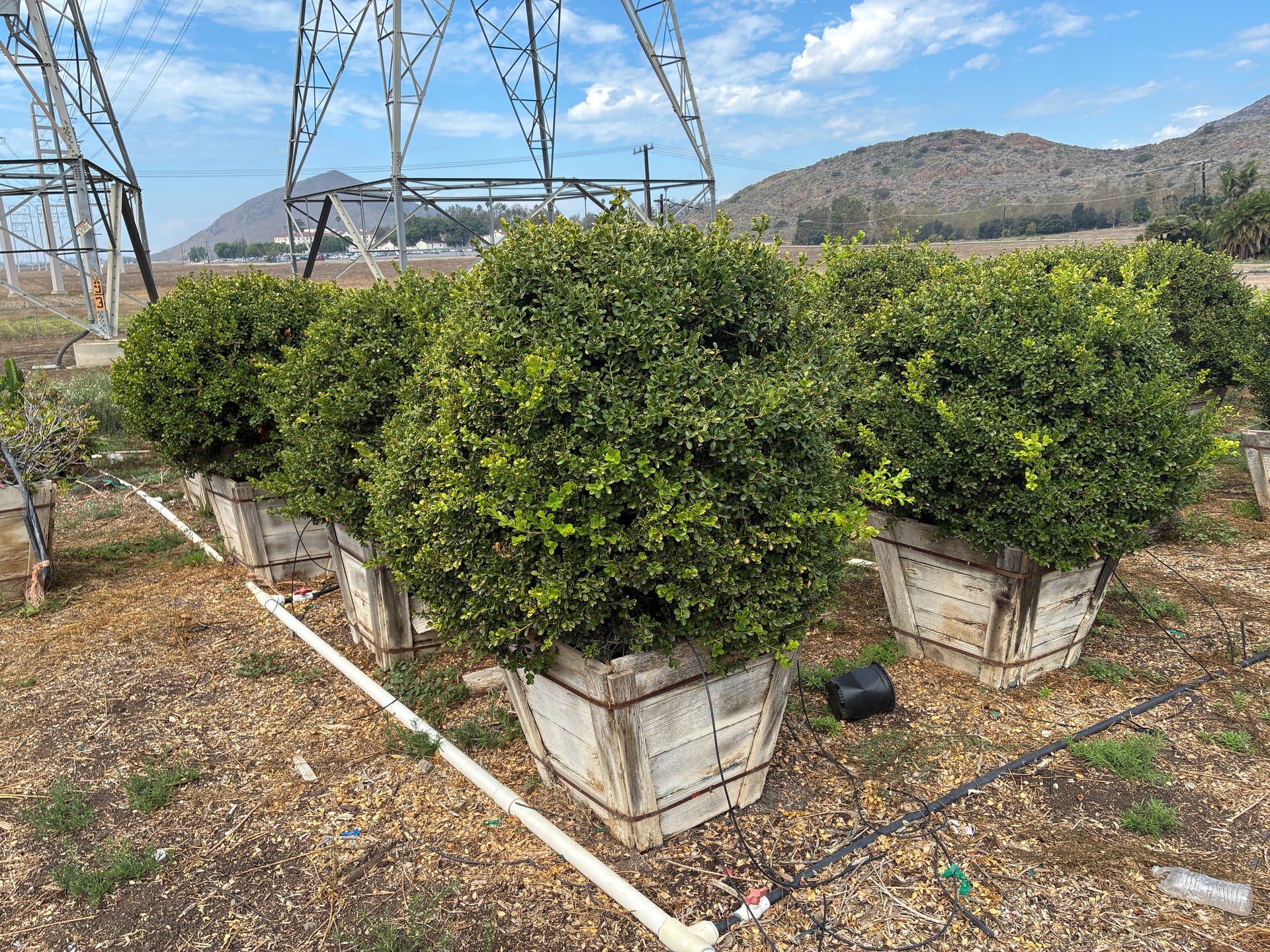 Buxus microphylla var. japonica - Japanese Boxwood  Bonilla Nurseries