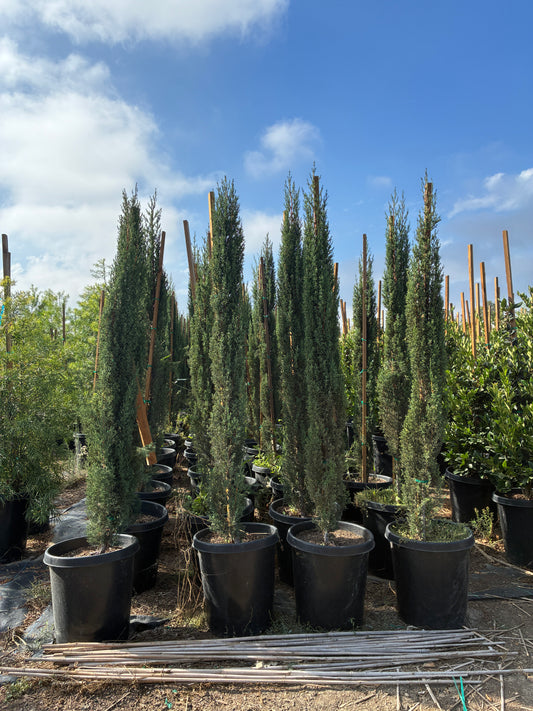 Cupressus sempervirens - Italian Cypress