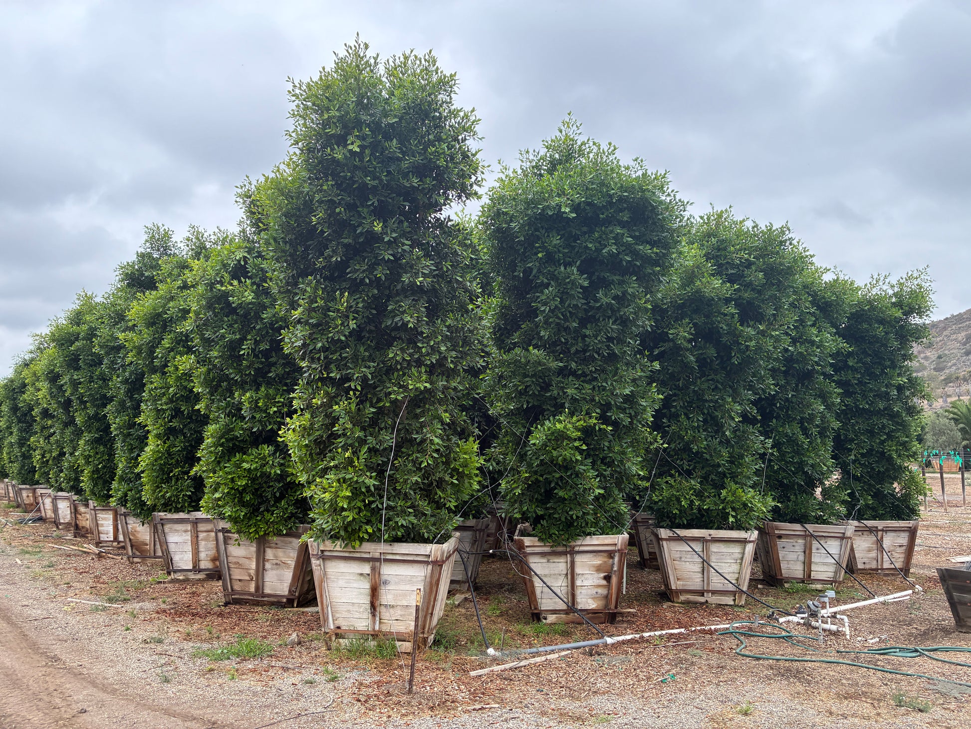 indian laurel house plant Ficus nitida (column)