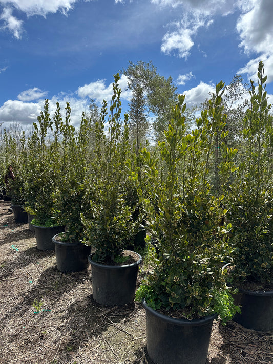 Lauris Nobilis (Bay Laurel)