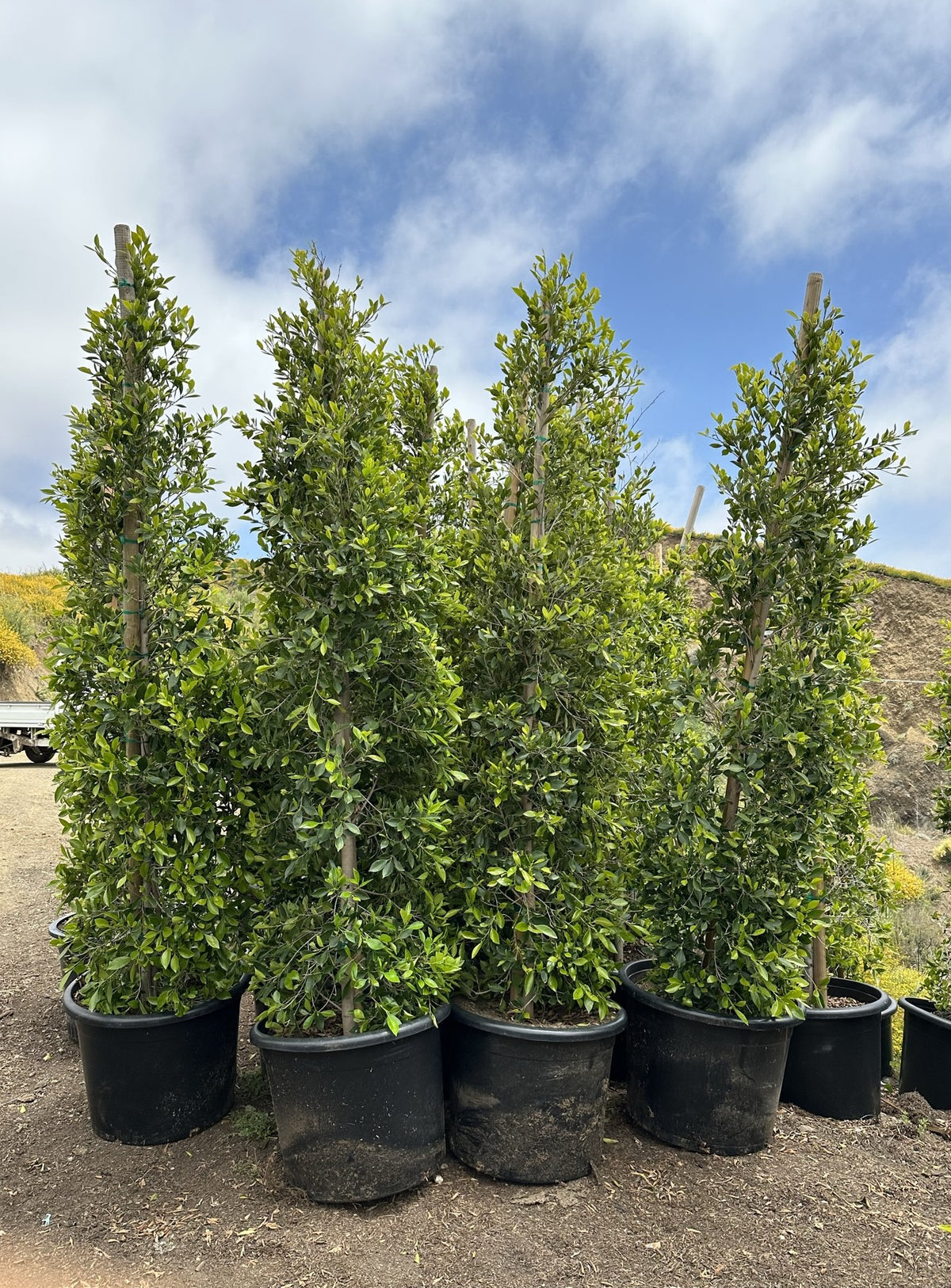 Ficus nitida (column) - Indian Laurel – Bonilla Nurseries