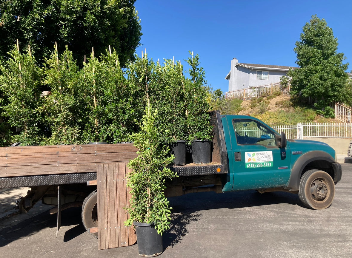 Ficus nitida (column) - Indian Laurel