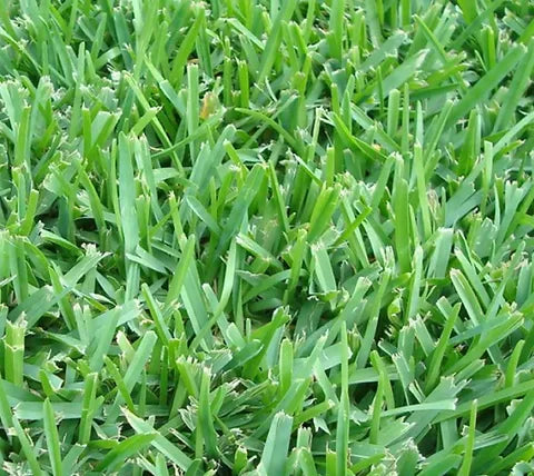 St. Augustine Sod