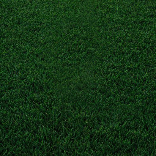 Bermuda Hybrid