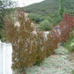 Hopseed Bush- Purple