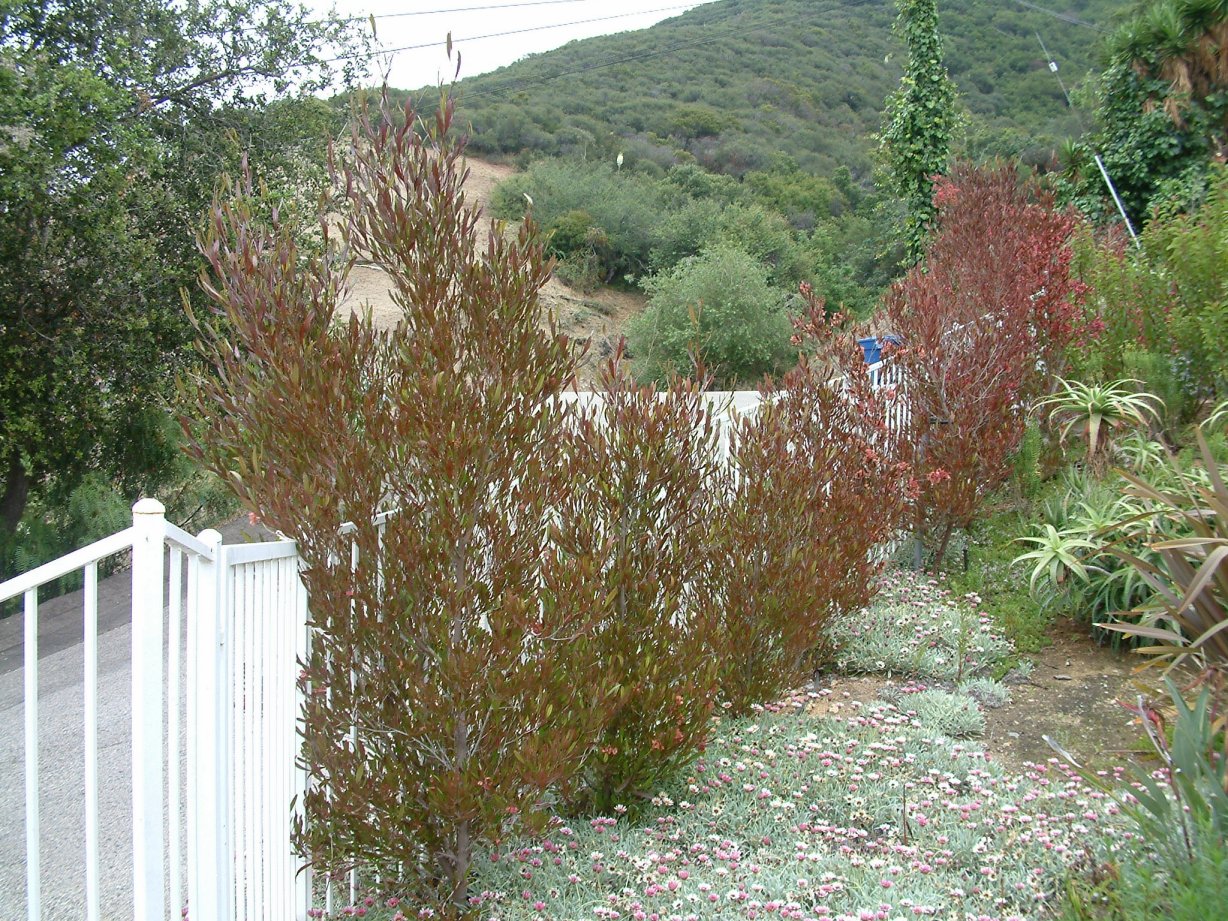 Hopseed Bush- Purple