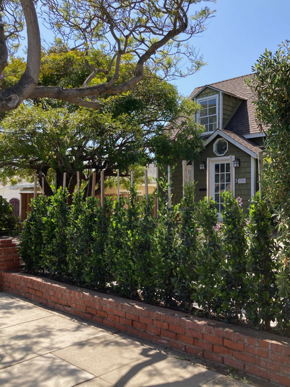 Ligustrum japonicum 'Texanum' - Waxleaf Privet