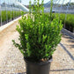 Boxwood