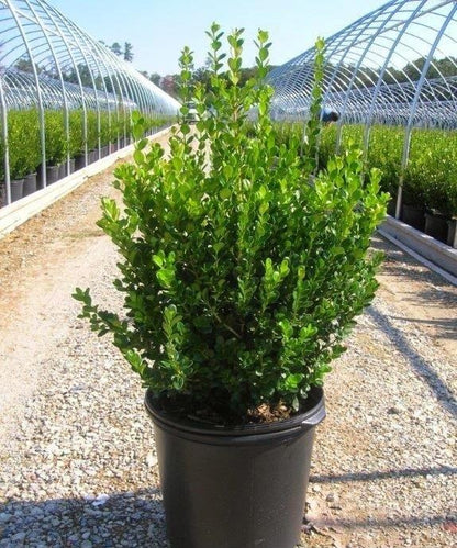 Buxus microphylla var. japonica - Japanese Boxwood