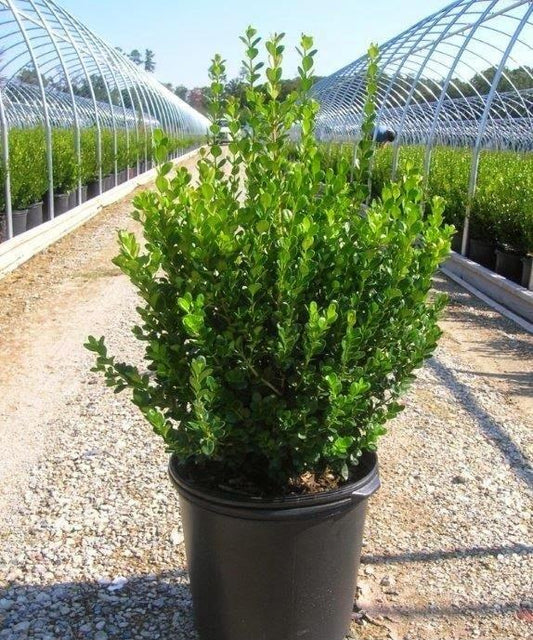 Boxwood