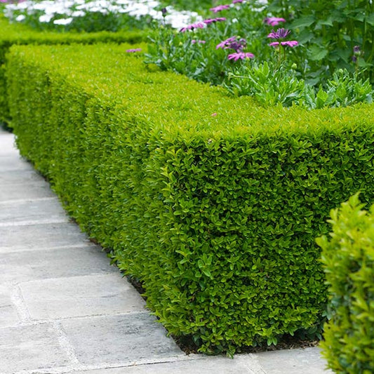 Buxus microphylla var. japonica - Japanese Boxwood