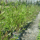 Hopseed Bush- Purple