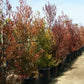 Hopseed Bush- Purple