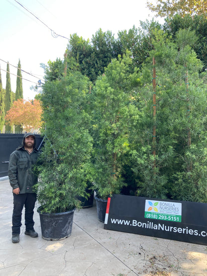 Podocarpus gracilior - Fern Pine