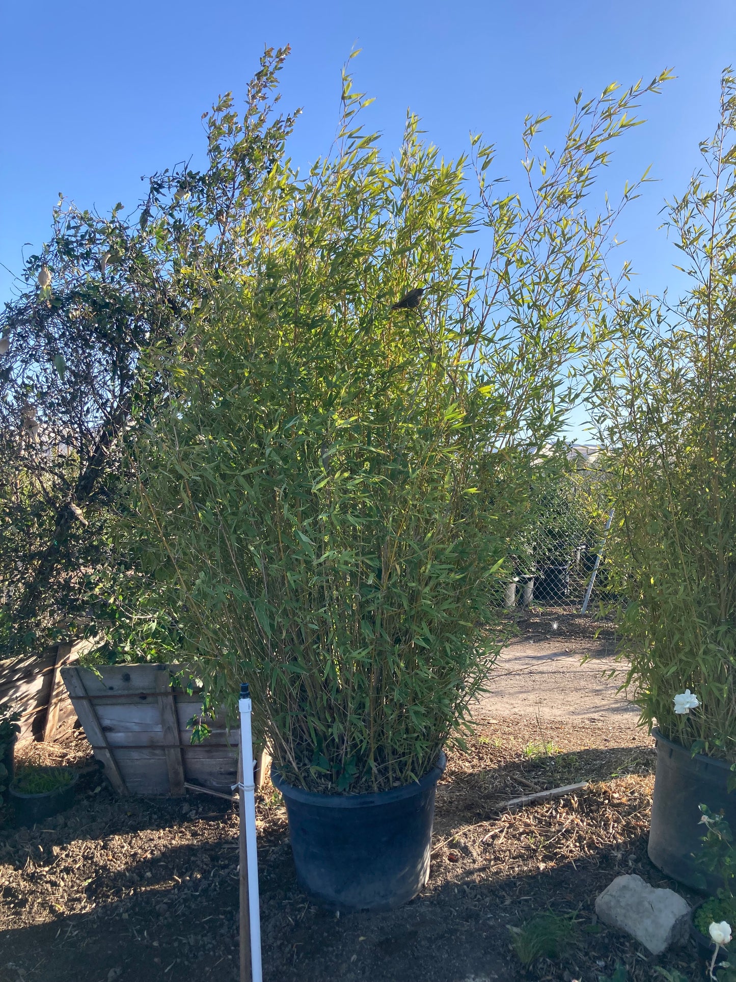 Golden Bamboo