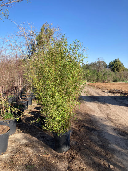 Golden Bamboo