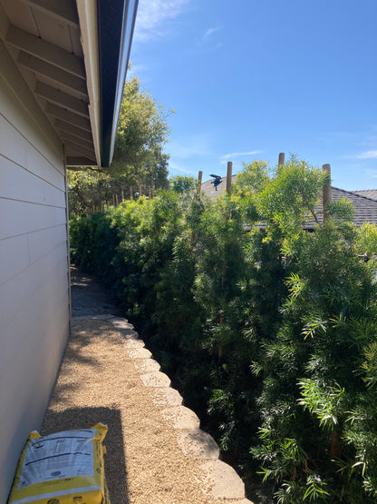 Podocarpus gracilior - Fern Pine