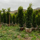 Ficus Nitida - Indian Laurel