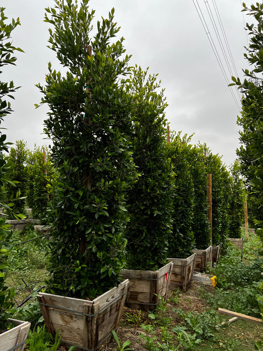 Ficus Nitida - Indian Laurel