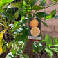 Meyer Lemon Tree
