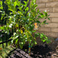 Meyer Lemon Tree