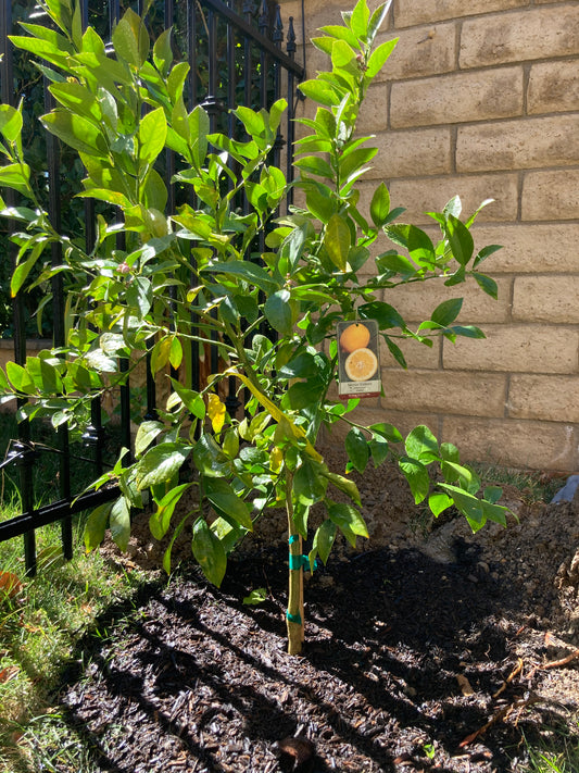 Meyer Lemon Tree