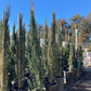 Italian Cypress