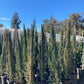 Italian Cypress