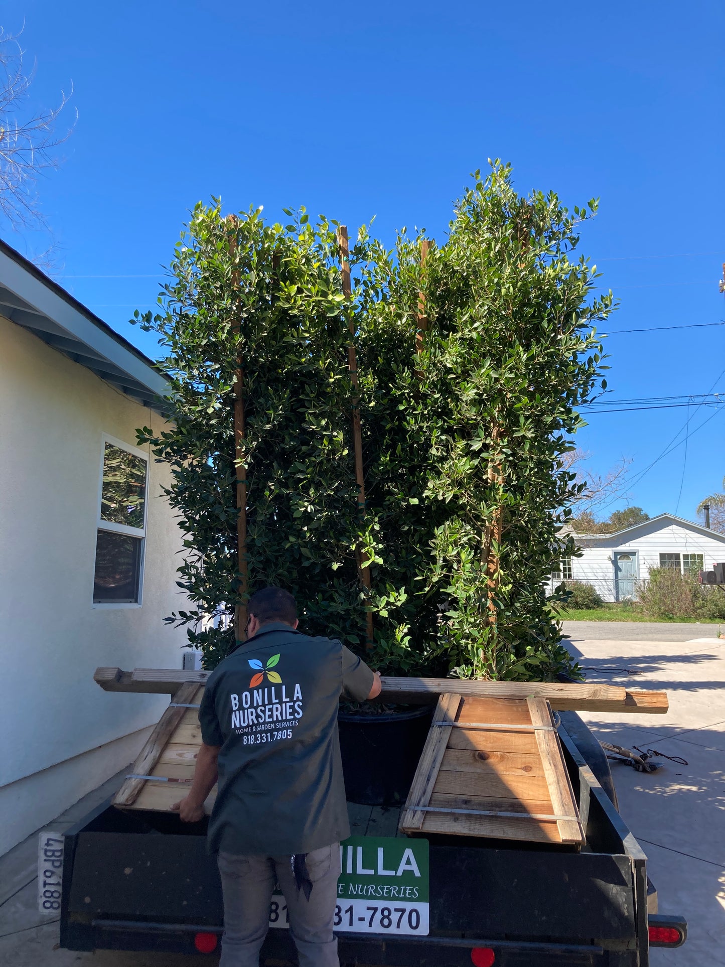 Ficus Nitida - Indian Laurel