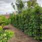 Ficus Nitida - Indian Laurel