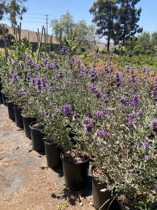Lavender