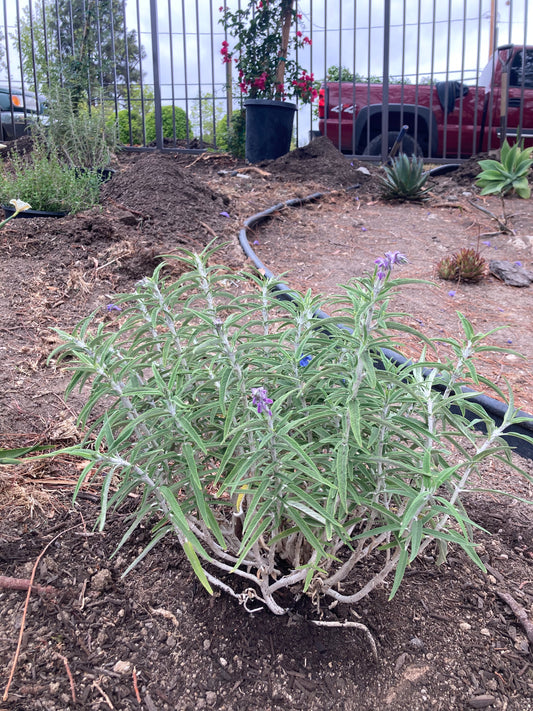 Mexican Sage