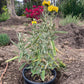 Jerusalem Sage