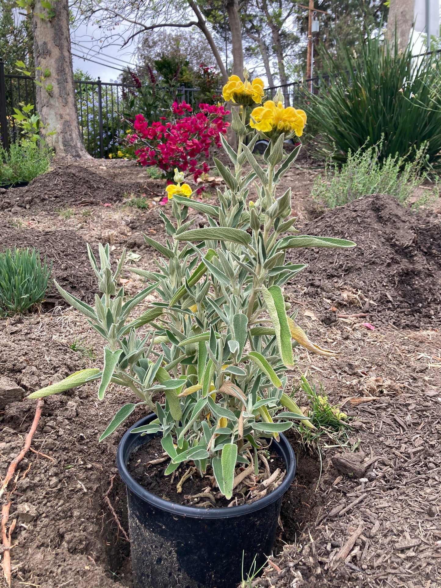 Jerusalem Sage