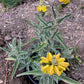 Jerusalem Sage