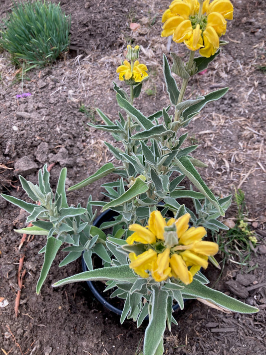 Jerusalem Sage