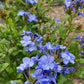 Plumbagel- Blue