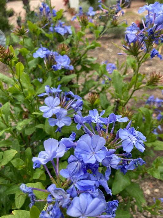 Plumbagel- Blue