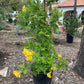 Trumpet Vine- Yellow