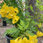 Trumpet Vine- Yellow