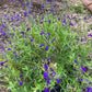 Salvia- Purple