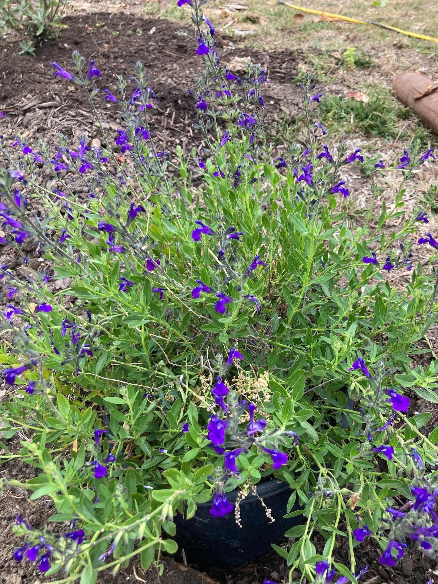 Salvia- Purple