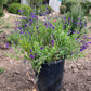 Salvia- Purple