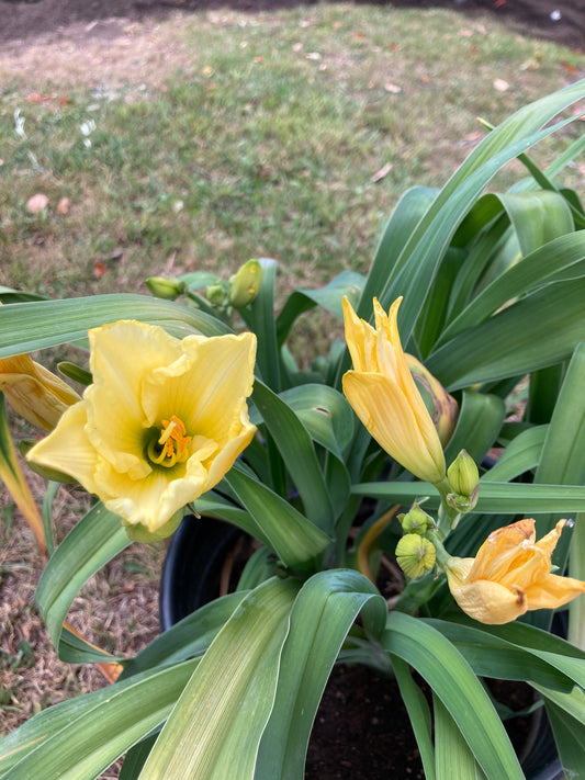 Day Lili- Yellow